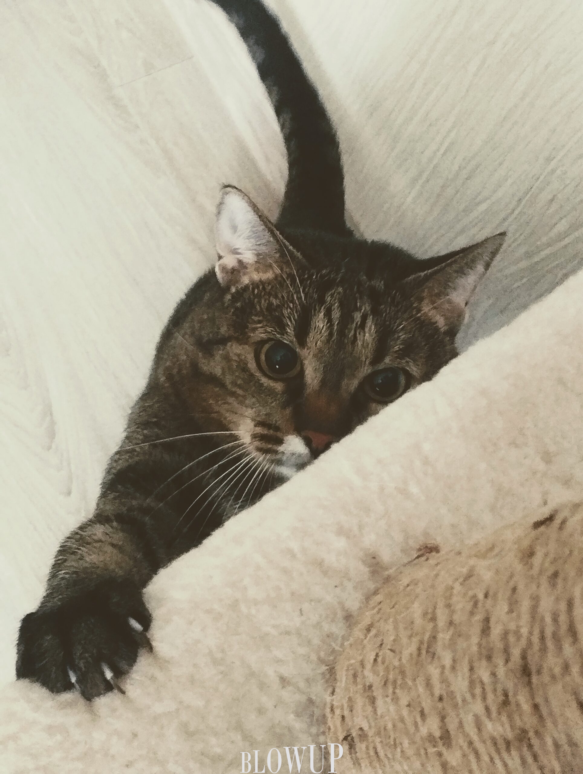 Кошка