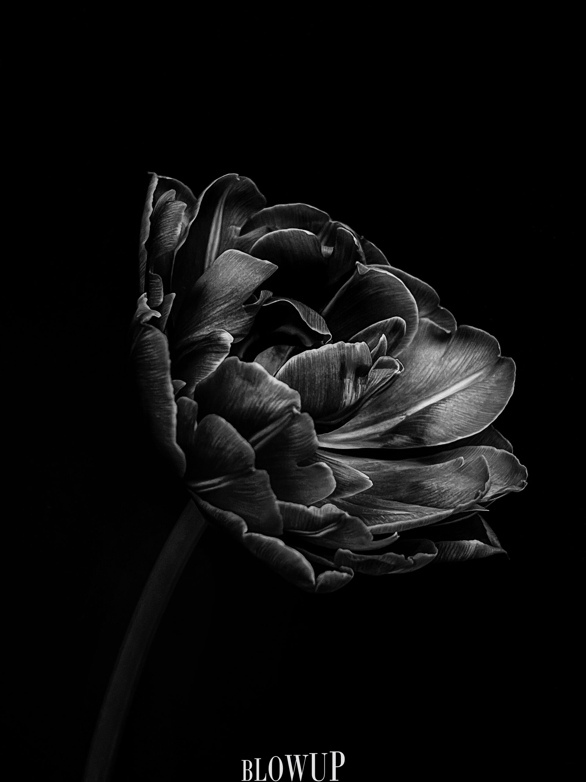 Black angel
