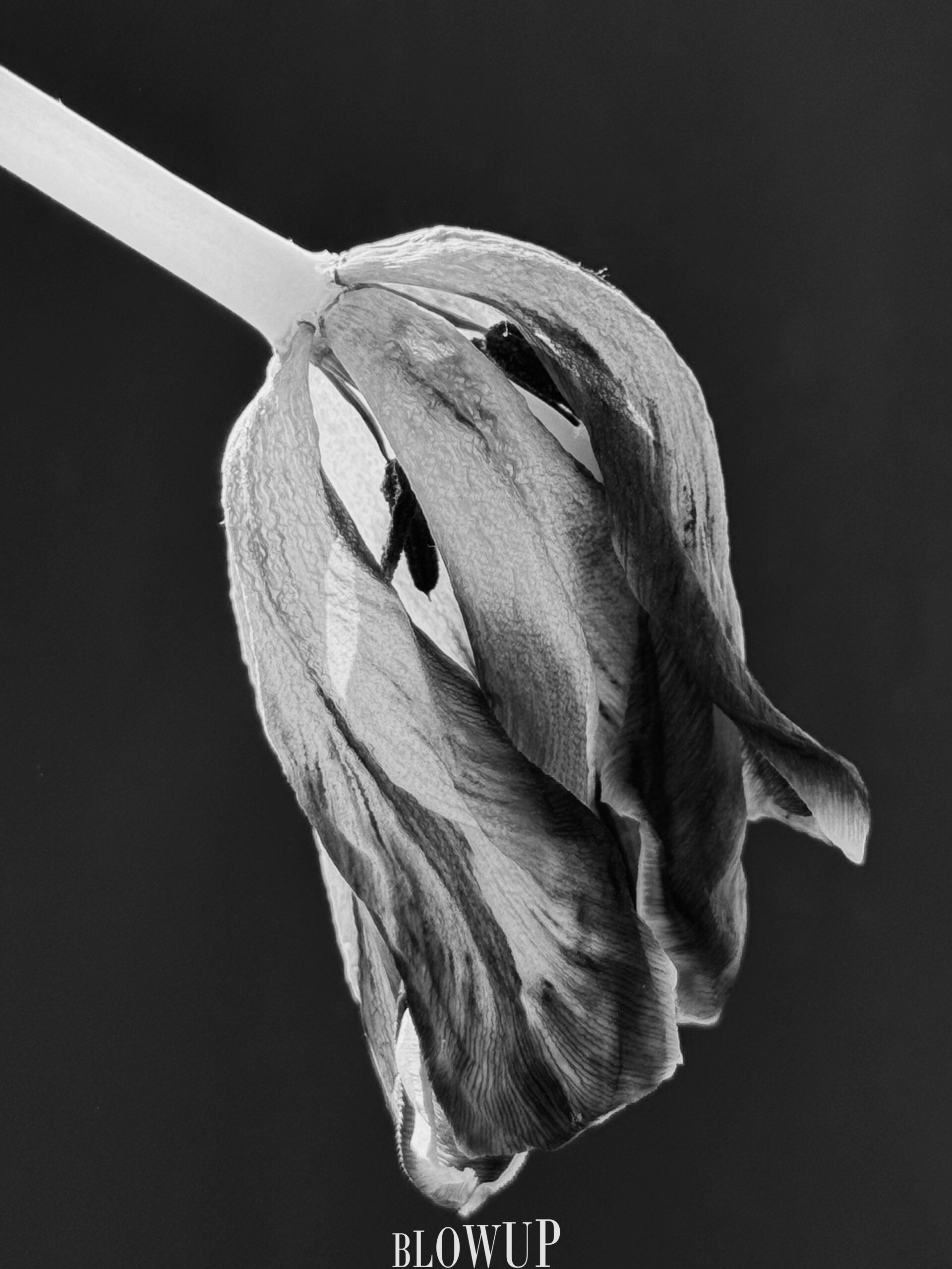 Tulip