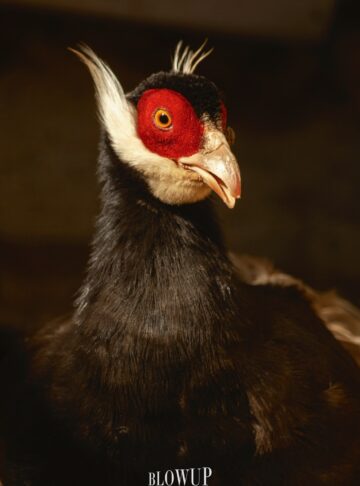 a eared pheasant