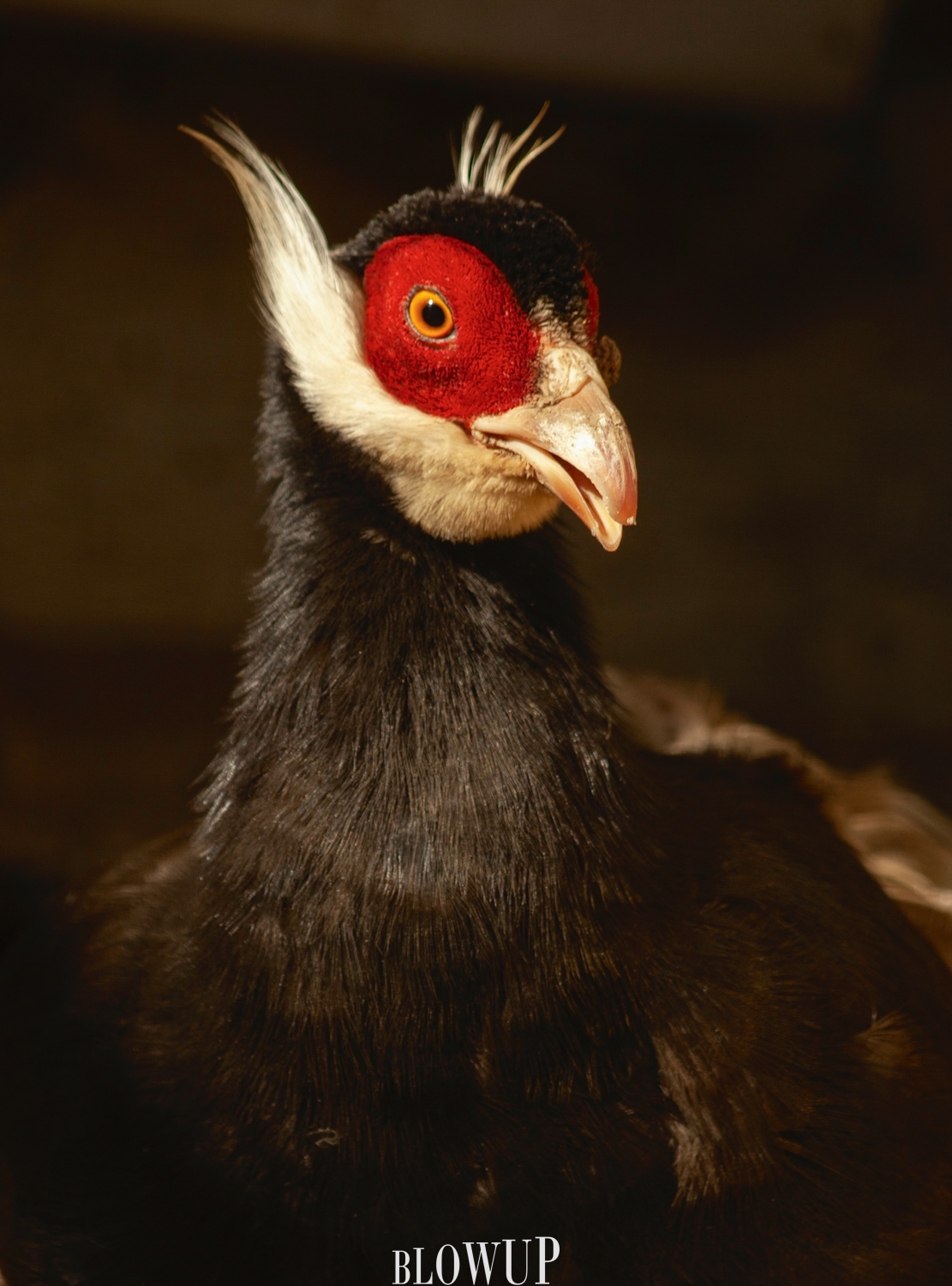 a eared pheasant