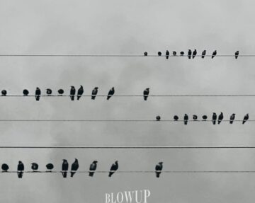 Music of birds