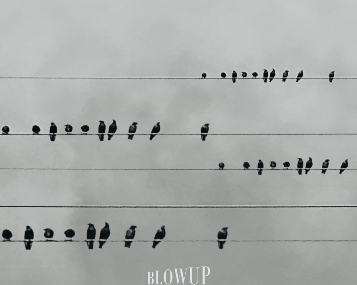 Music of birds