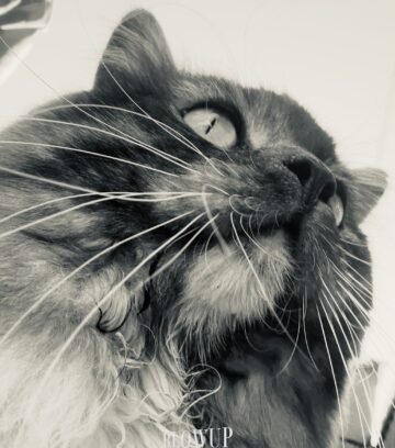 The majestic cat