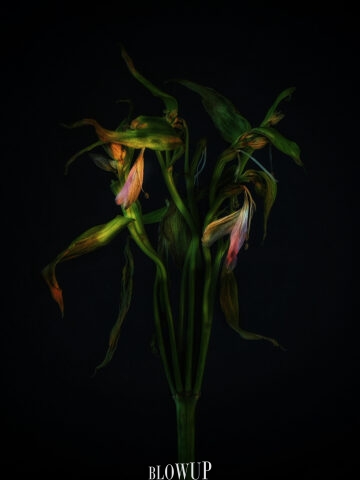 Wabi-sabi philosophy