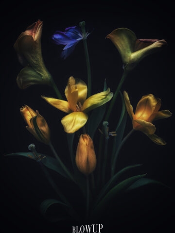 Symphony of flowers