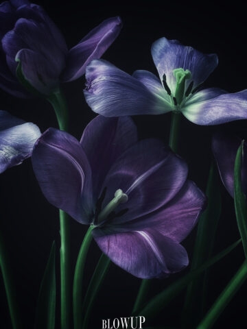Symphony of flowers