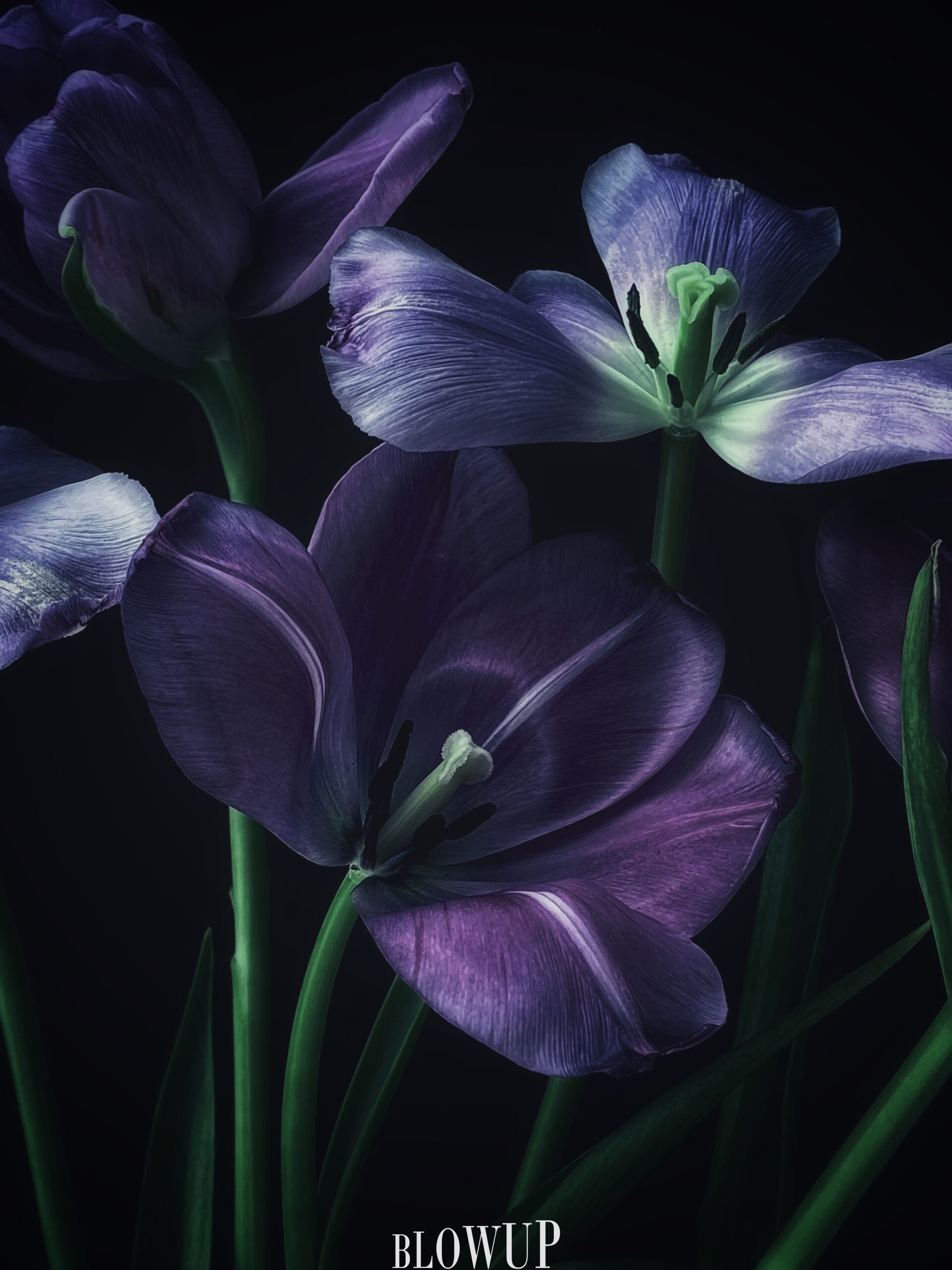 Symphony of flowers