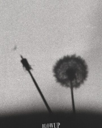 Dandelion
