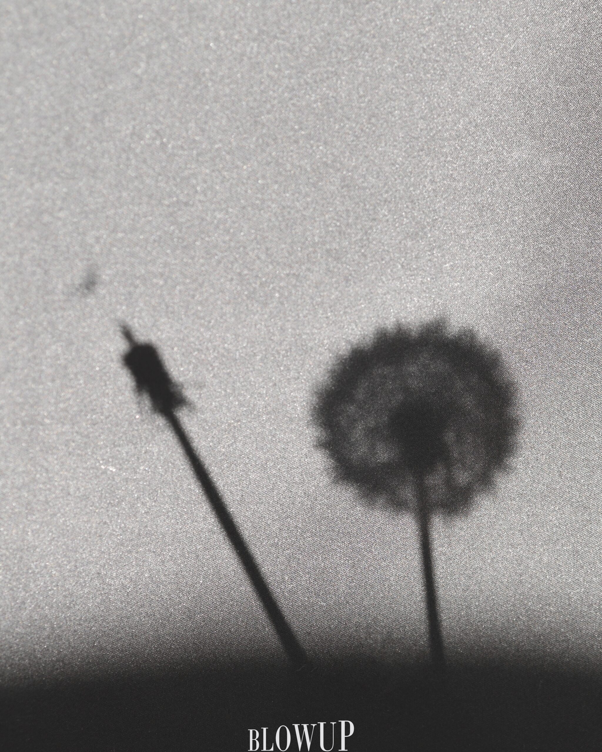 Dandelion