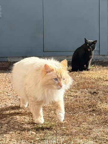 Friends