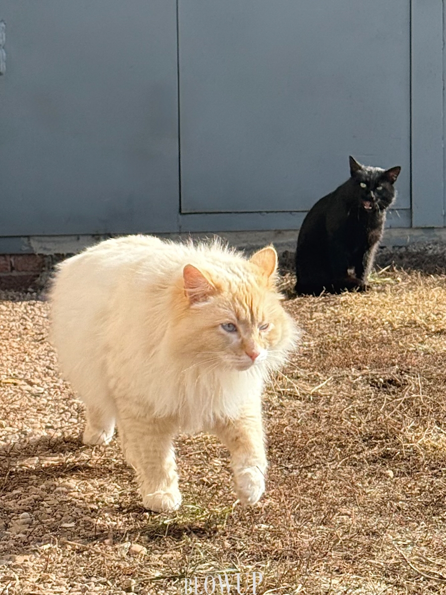 Friends