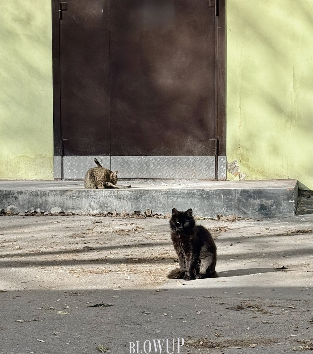 City cats