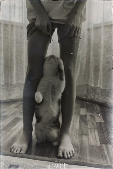 legs/ paws