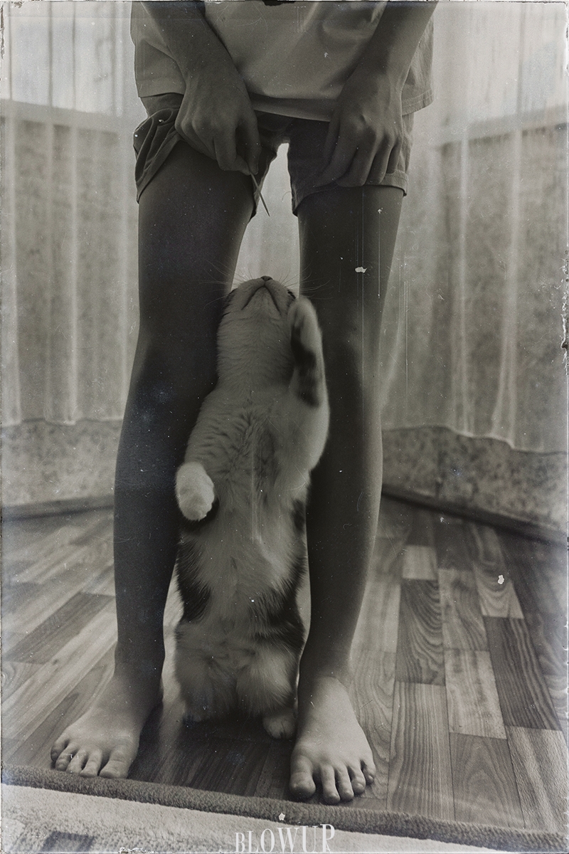 legs/ paws