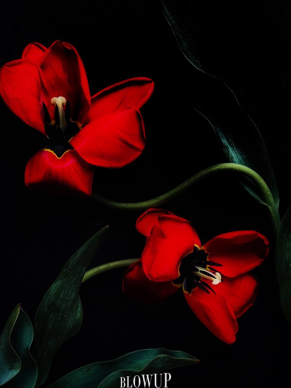 Tango