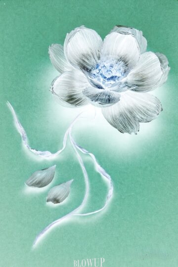 Garlic’s flower