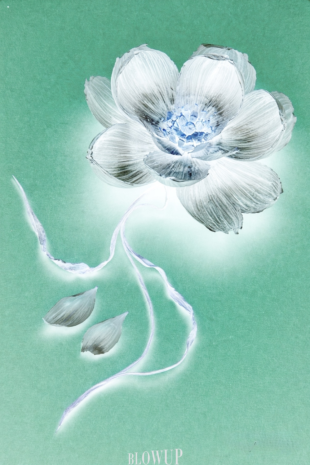 Garlic’s flower