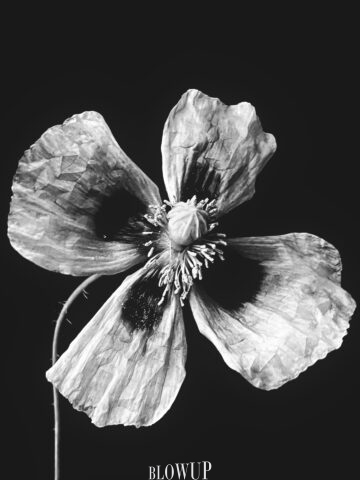 Poppy