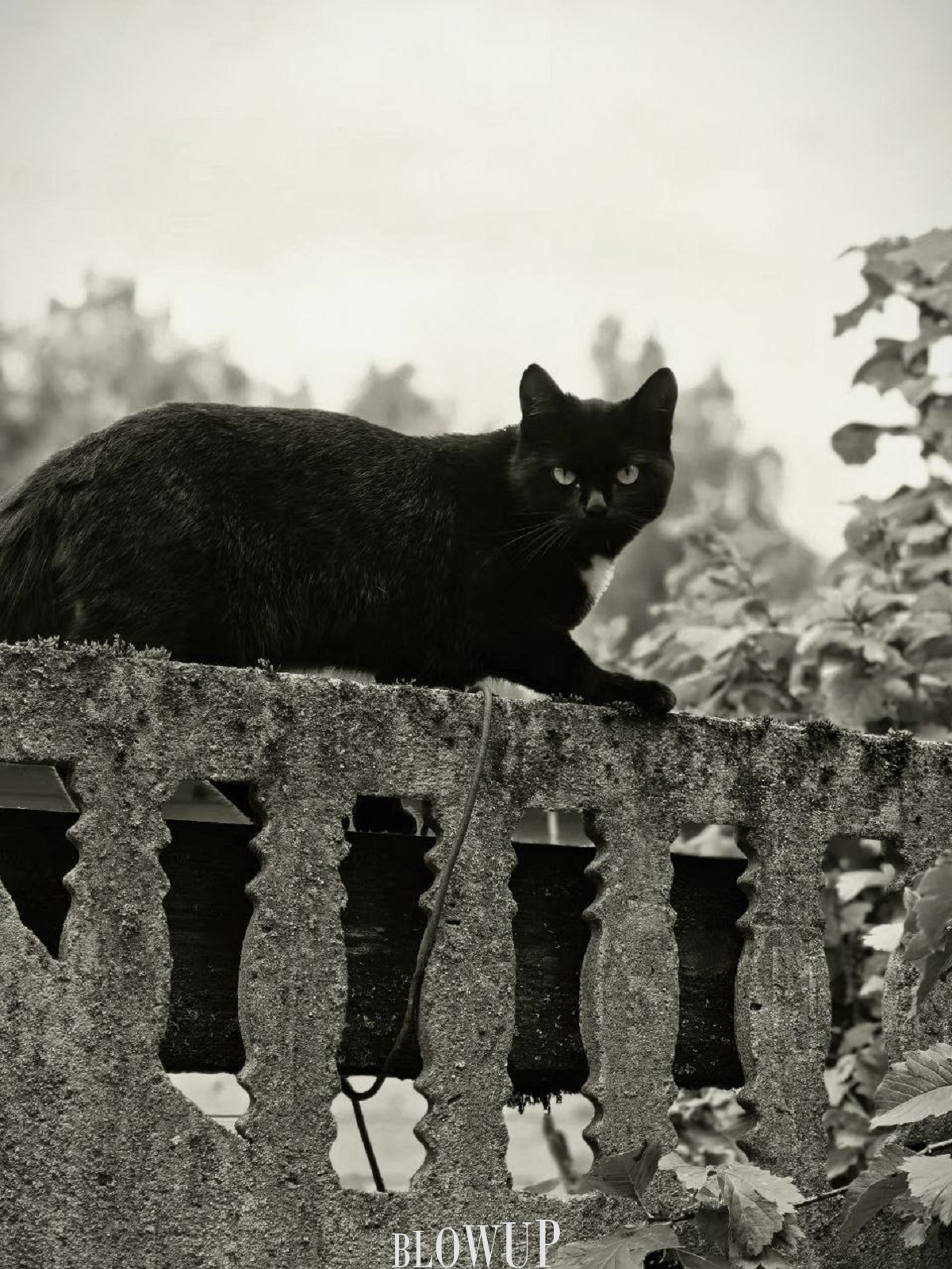 Who’s there?
