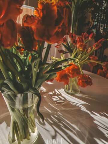 Tulips