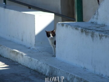 Un gato