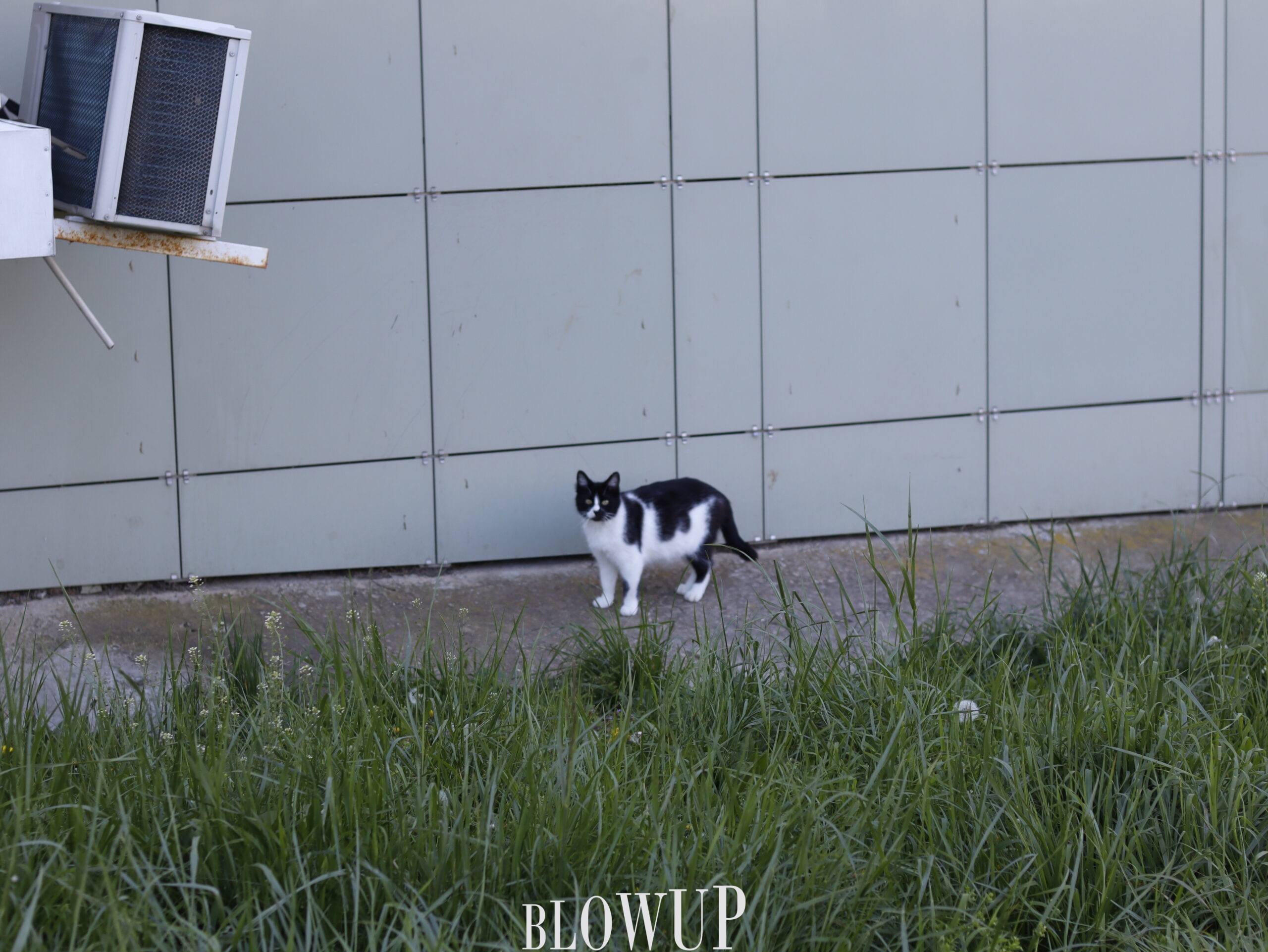 Gato