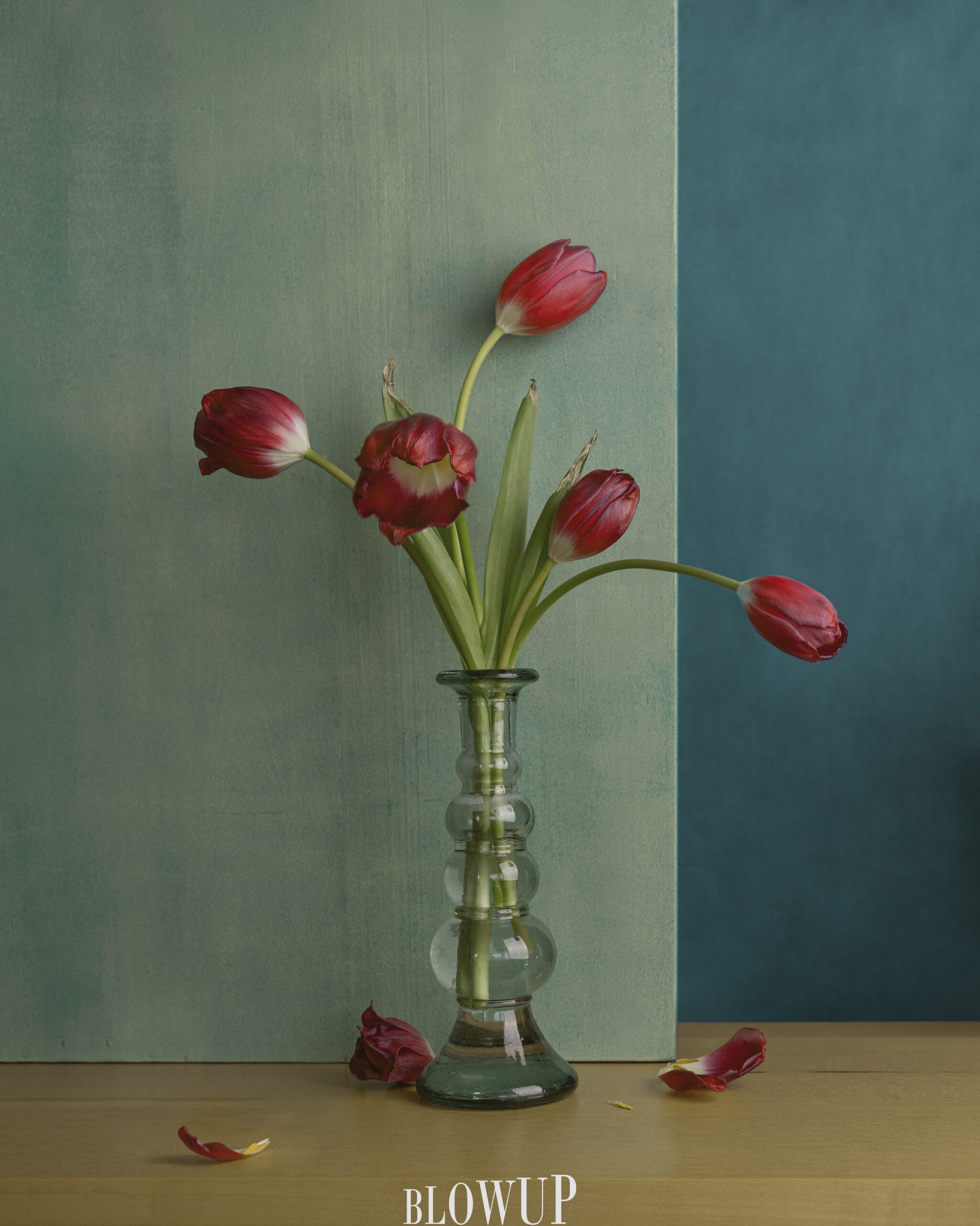 Tulips