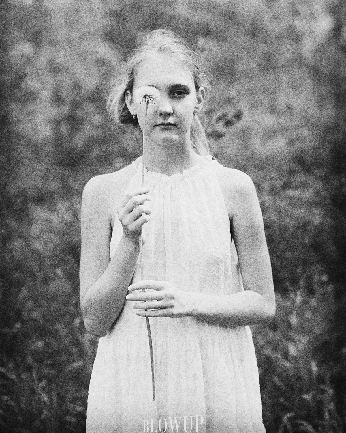 dandelion