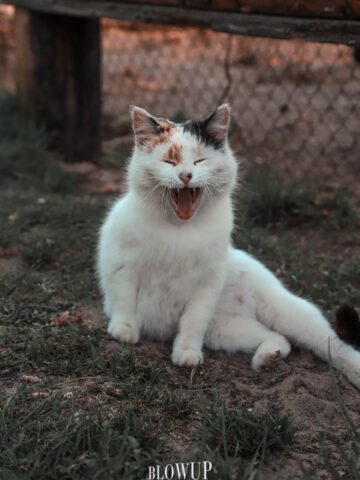 The Cat