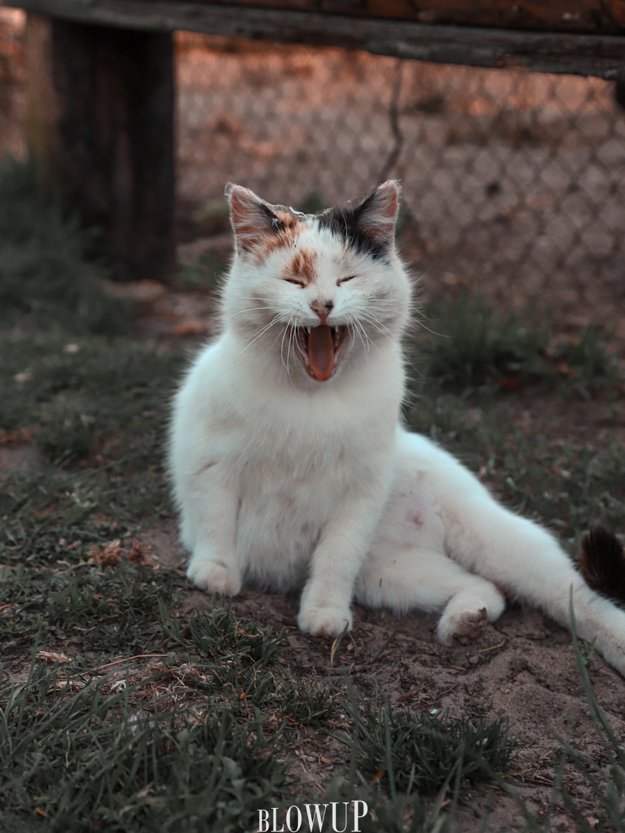 The Cat