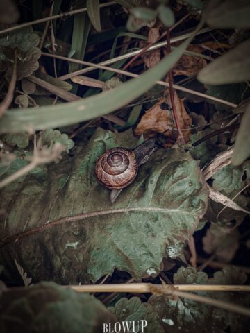 The snail