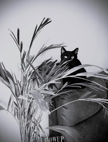 Hunting mode on