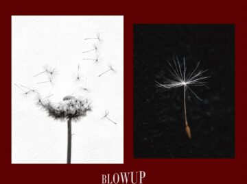 dandelion