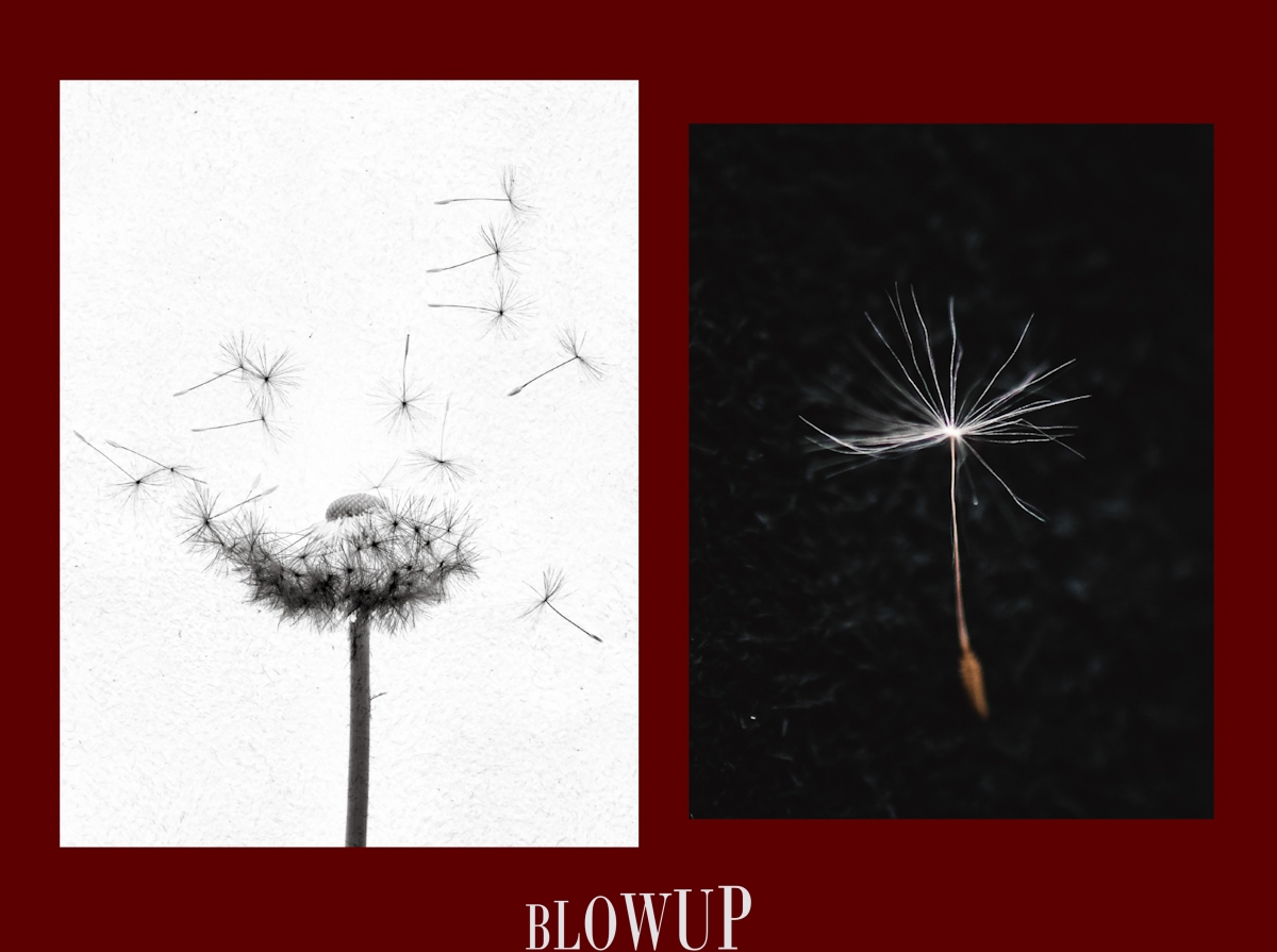 dandelion