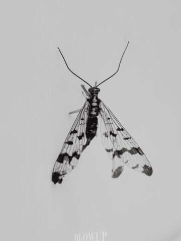 fly