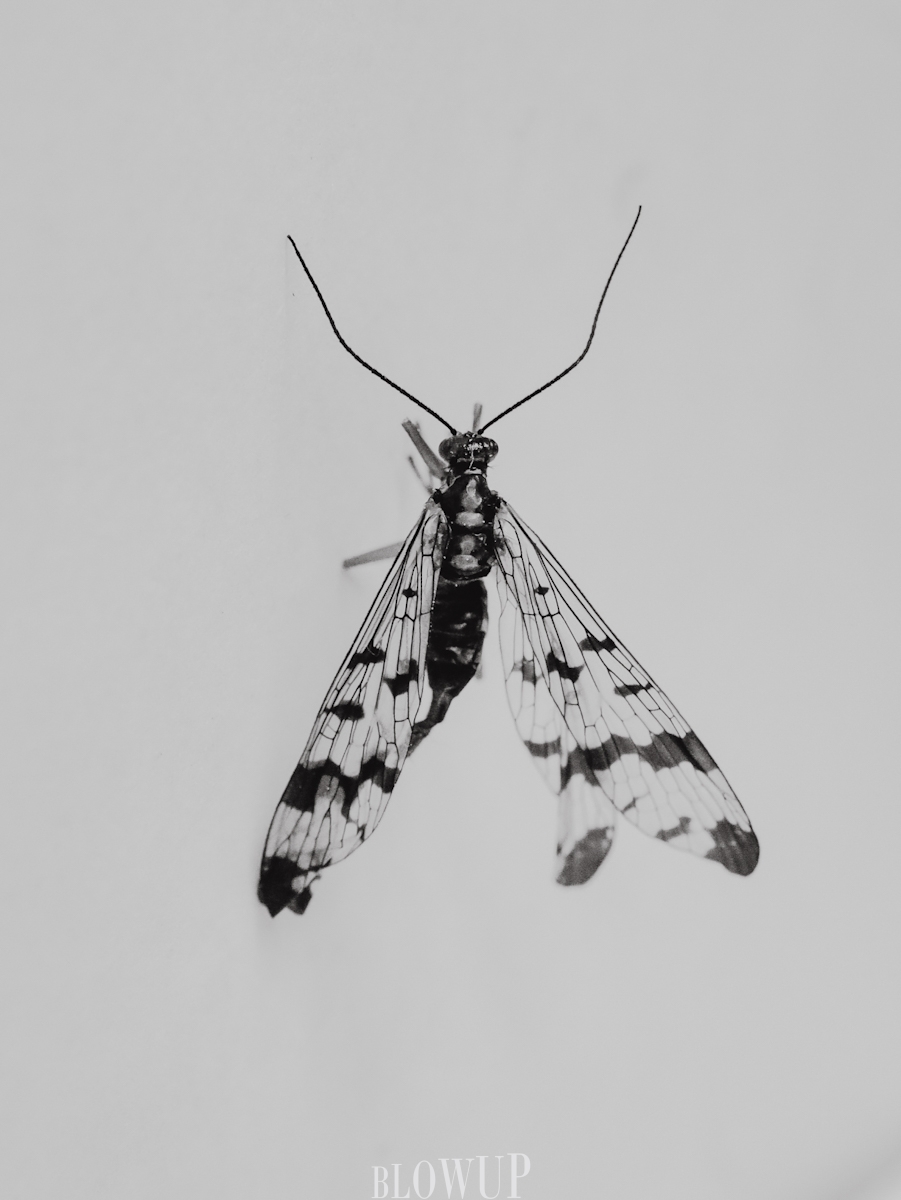 fly