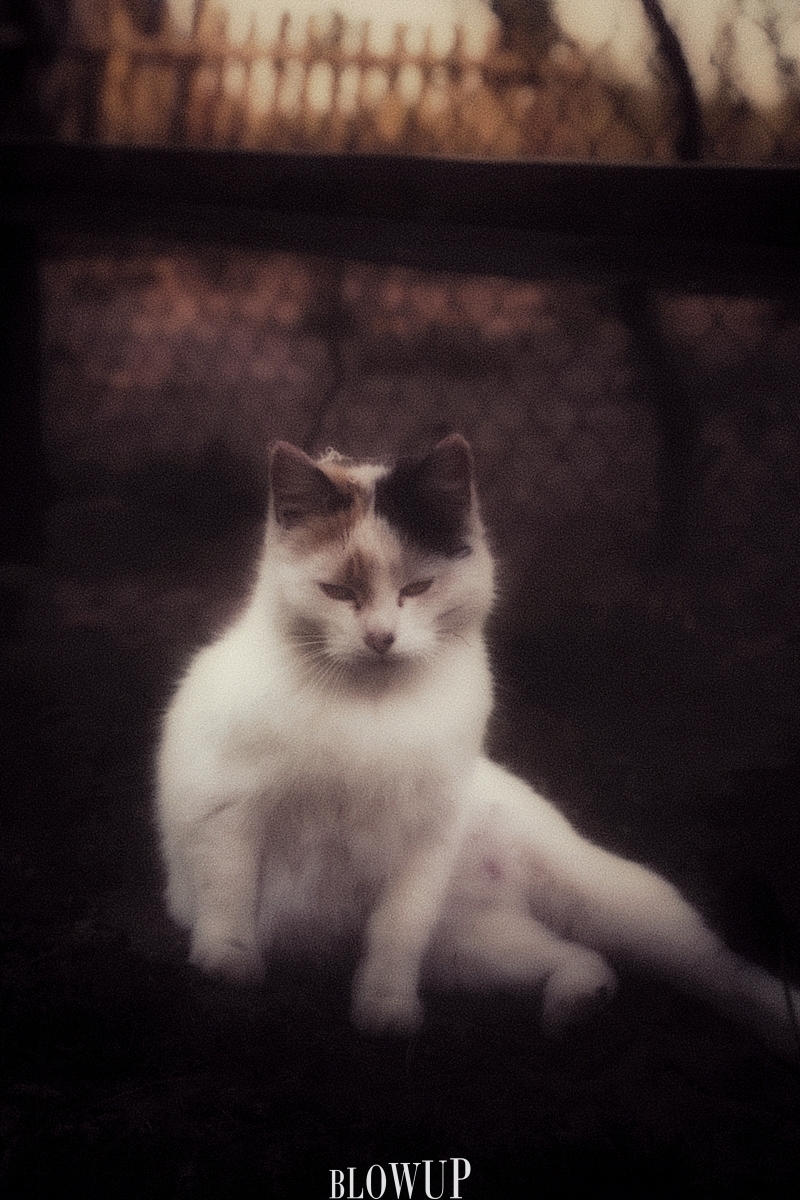 The Cat