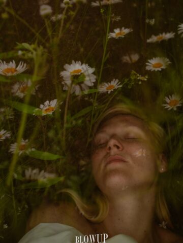chamomile