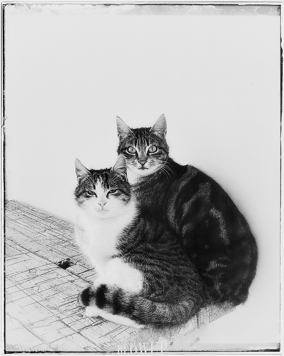 A stray mother and son