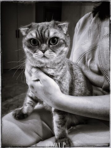 An owl cat