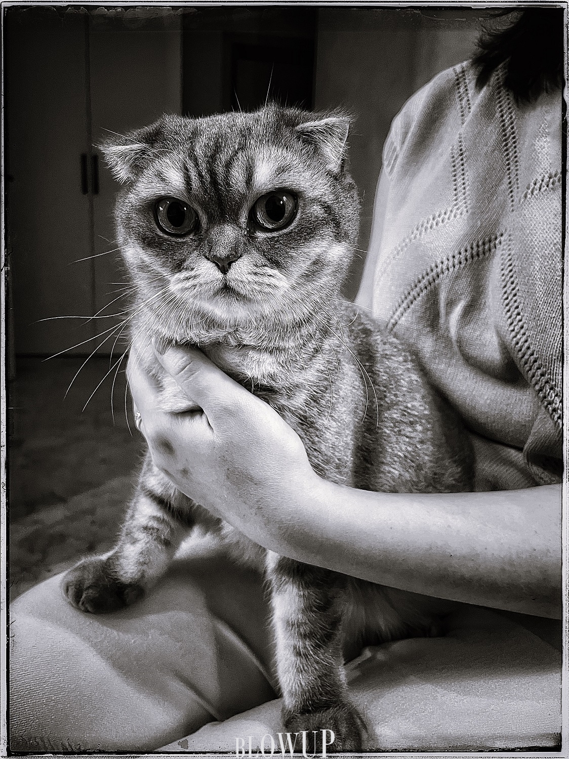 An owl cat