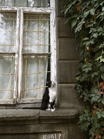 Aramis cat