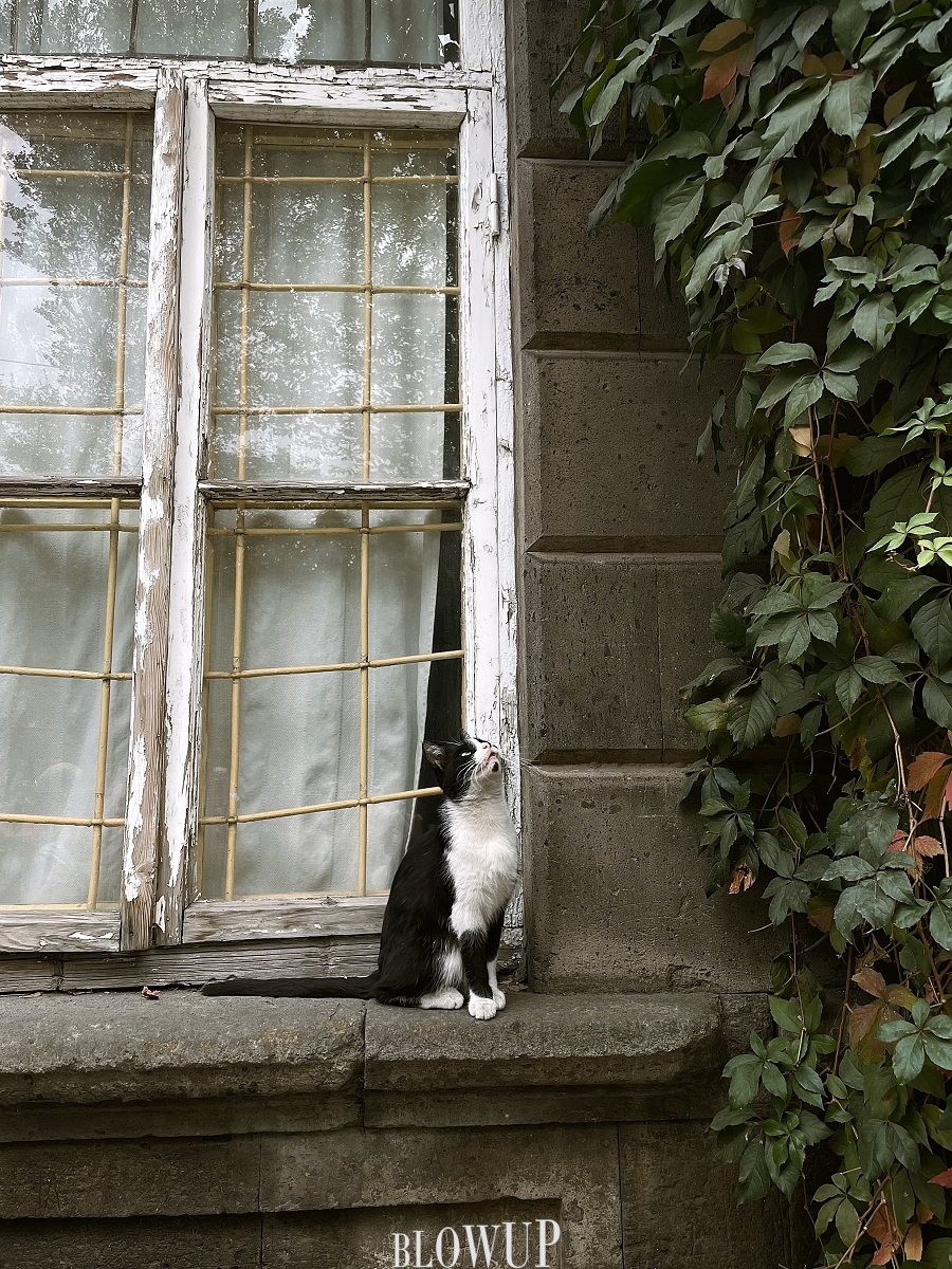 Aramis cat