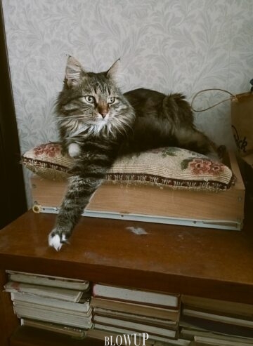 Librarian